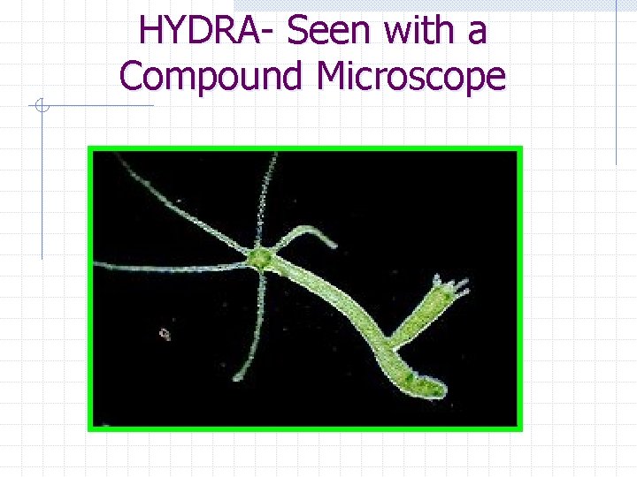 HYDRA- Seen with a Compound Microscope 