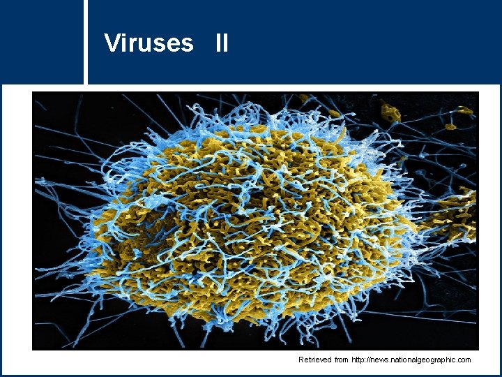 Viruses II Retrieved from http: //news. nationalgeographic. com 