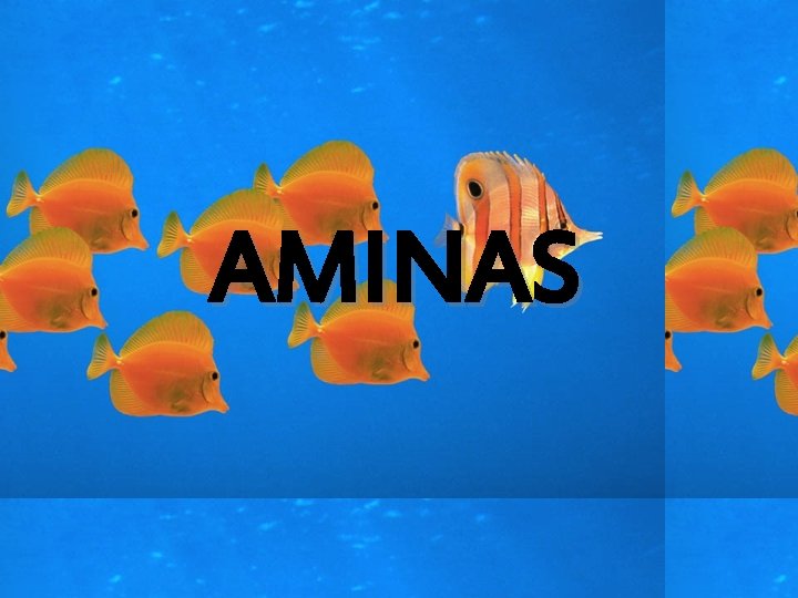 AMINAS 