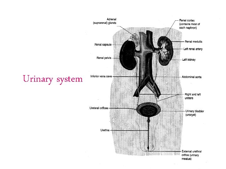 Urinary system 