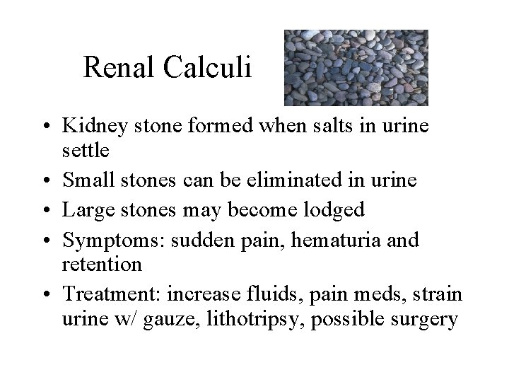 Renal Calculi • Kidney stone formed when salts in urine settle • Small stones