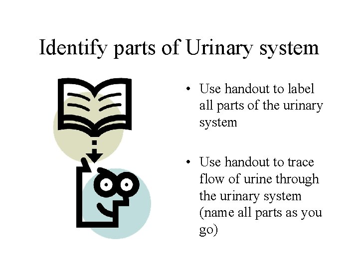 Identify parts of Urinary system • Use handout to label all parts of the