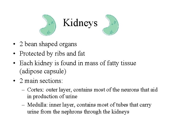 Kidneys • 2 bean shaped organs • Protected by ribs and fat • Each