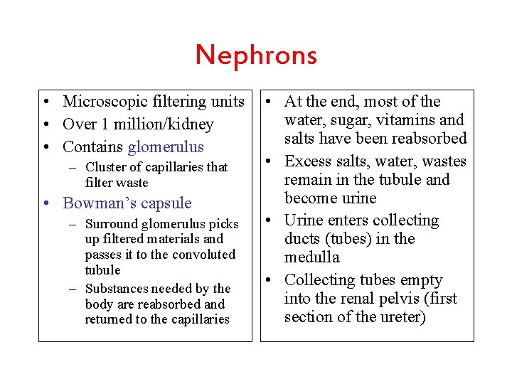 Nephrons • Microscopic filtering units • Over 1 million/kidney • Contains glomerulus – Cluster