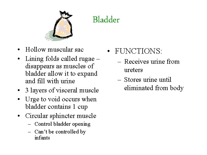 Bladder • Hollow muscular sac • Lining folds called rugae – disappears as muscles