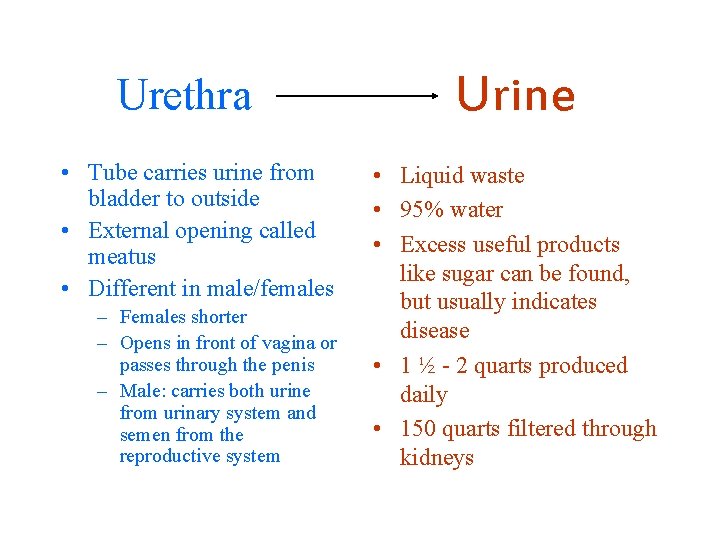 Urethra • Tube carries urine from bladder to outside • External opening called meatus