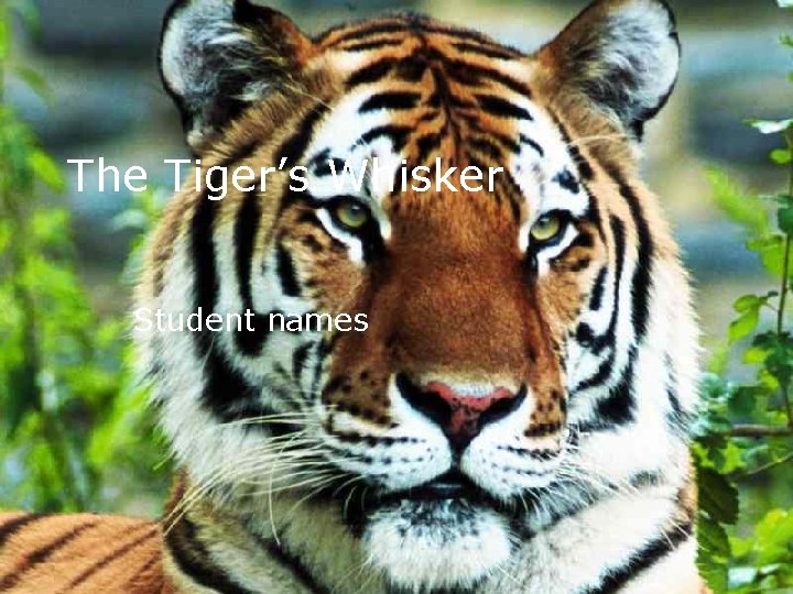 The Tiger’s Whisker Student names 