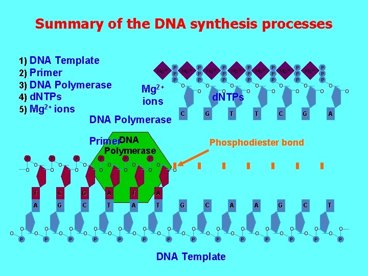 Dna Processinf Process MOLECULAR IDENTIFICATION OF MICROORGANISMS PRINCIPLE PROCESSESS OF 16