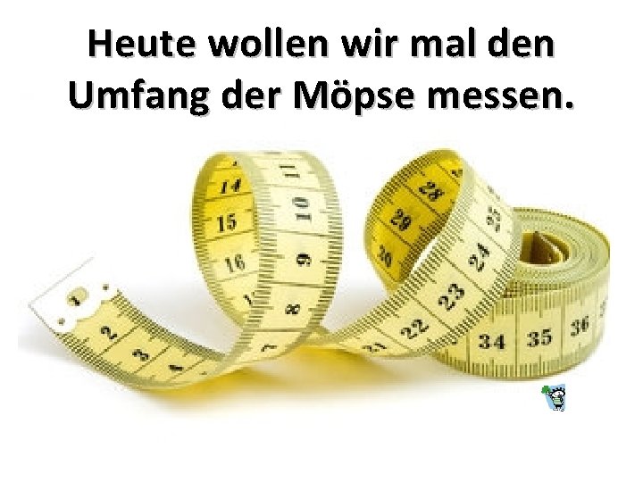 Heute wollen wir mal den Umfang der Möpse messen. 