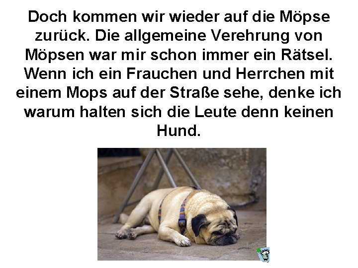 Doch kommen wir wieder auf die Möpse zurück. Die allgemeine Verehrung von Möpsen war