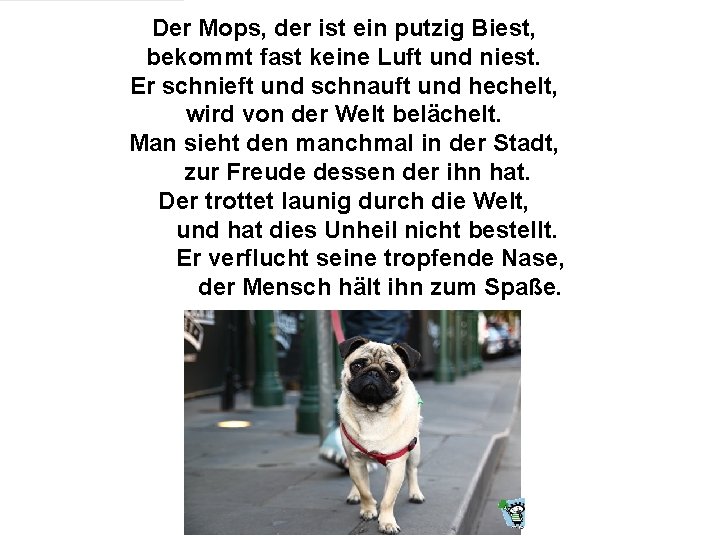  Der Mops, der ist ein putzig Biest, bekommt fast keine Luft und niest.