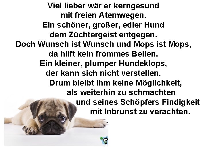 Viel lieber wär er kerngesund mit freien Atemwegen. Ein schöner, großer, edler Hund dem