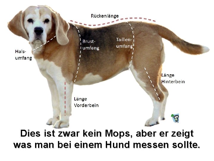 Dies ist zwar kein Mops, aber er zeigt was man bei einem Hund messen