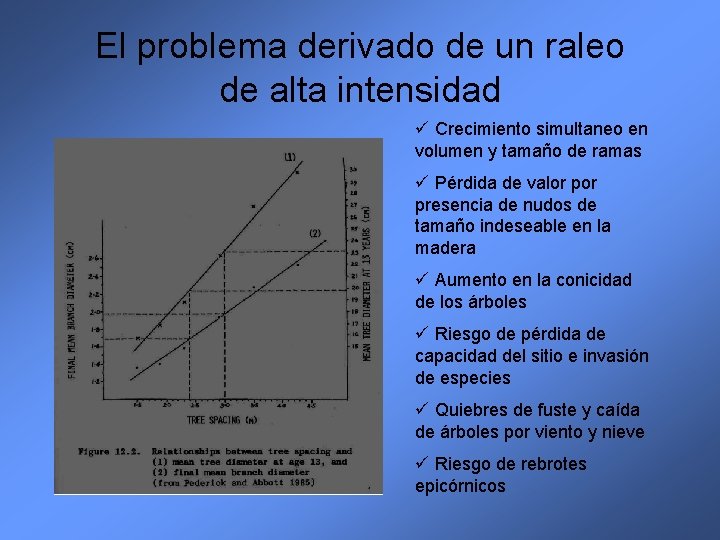 El problema derivado de un raleo de alta intensidad ü Crecimiento simultaneo en volumen