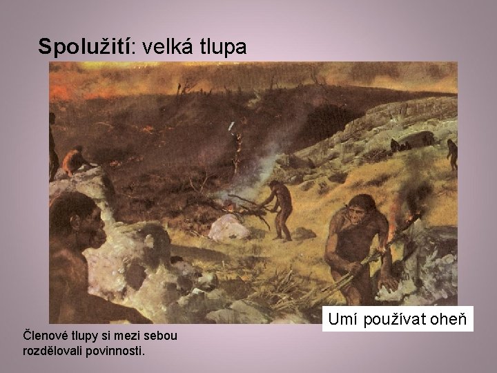 Spolužití: velká tlupa Umí používat oheň Členové tlupy si mezi sebou rozdělovali povinnosti. 