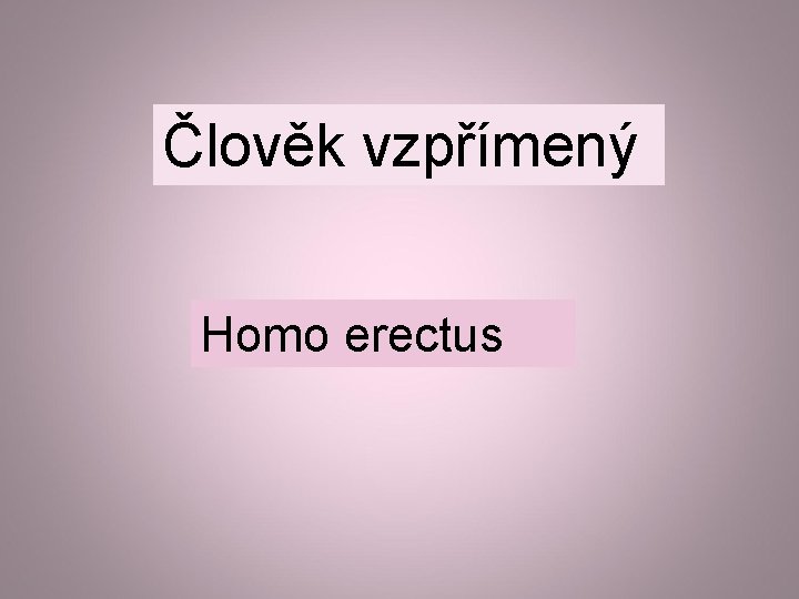 Člověk vzpřímený Homo erectus 