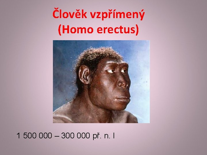 Člověk vzpřímený (Homo erectus) 1 500 000 – 300 000 př. n. l 