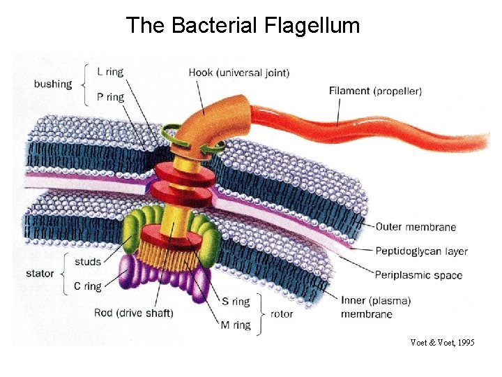 The Bacterial Flagellum Voet & Voet, 1995 