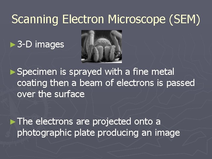 Scanning Electron Microscope (SEM) ► 3 -D images ► Specimen is sprayed with a