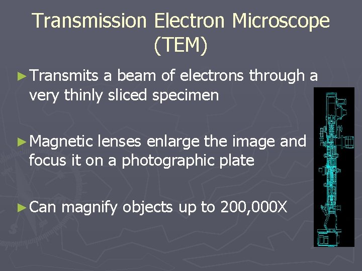 Transmission Electron Microscope (TEM) ► Transmits a beam of electrons through a very thinly