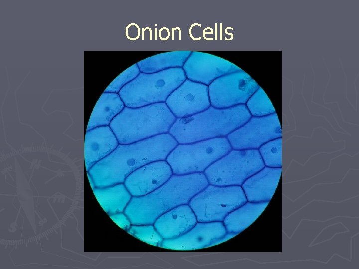 Onion Cells 