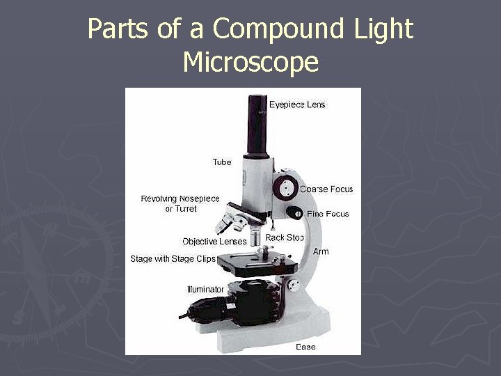 Parts of a Compound Light Microscope 