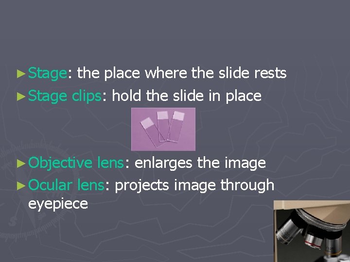 ► Stage: the place where the slide rests ► Stage clips: hold the slide