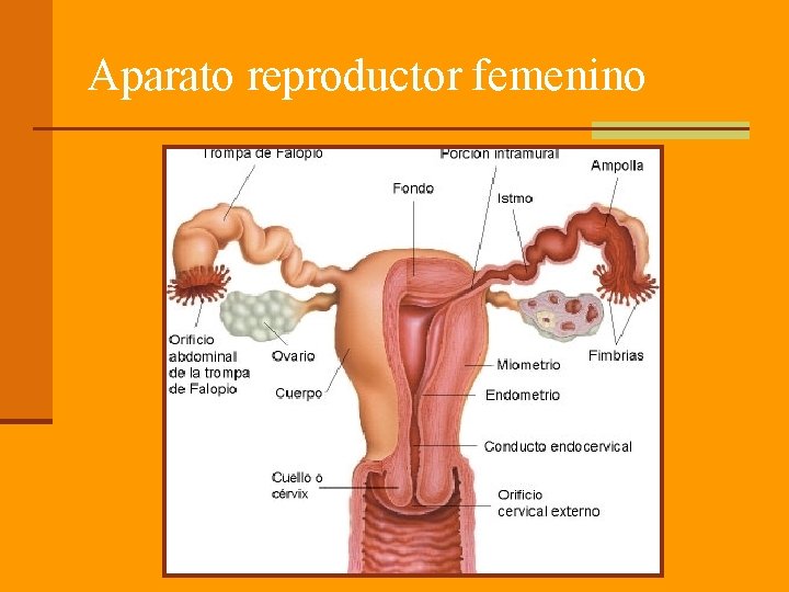 Aparato reproductor femenino Aparato reproductor femenino
