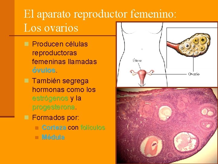 El aparato reproductor femenino: Los ovarios n Producen células reproductoras femeninas llamadas óvulos n El aparato reproductor femenino: Los ovarios n Producen células reproductoras femeninas llamadas óvulos n