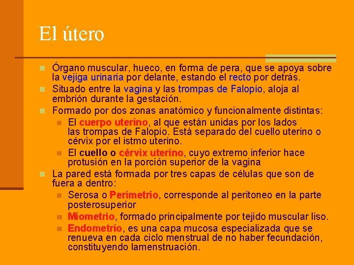 El útero n Órgano muscular, hueco, en forma de pera, que se apoya sobre