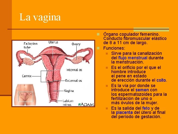 La vagina n Órgano copulador femenino. Conducto fibromuscular elástico de 8 a 11 cm