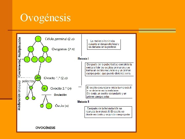 Ovogénesis 