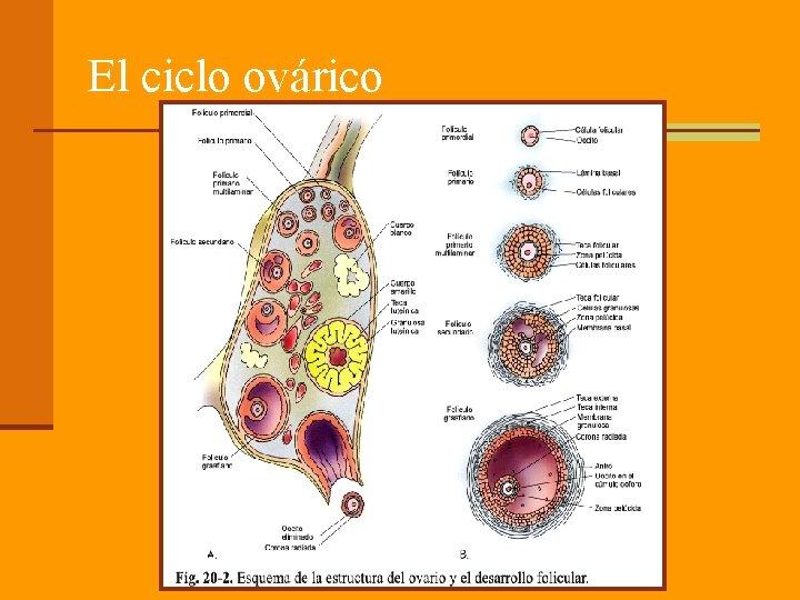 El ciclo ovárico El ciclo ovárico