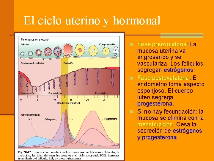 El ciclo uterino y hormonal n Fase preovulatoria: La Fase preovulatoria mucosa uterina va
