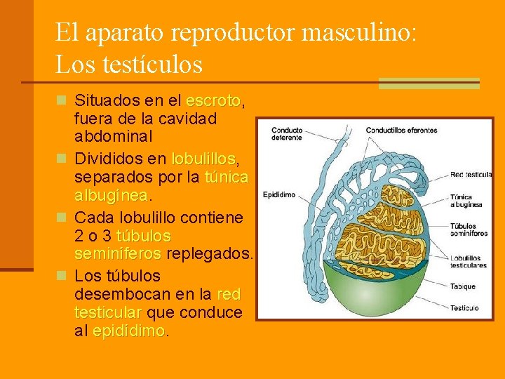 El aparato reproductor masculino: Los testículos n Situados en el escroto, escroto fuera de
