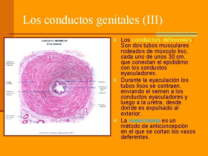 Los conductos genitales (III) n Los conductos deferentes: deferentes Son dos tubos musculares rodeados