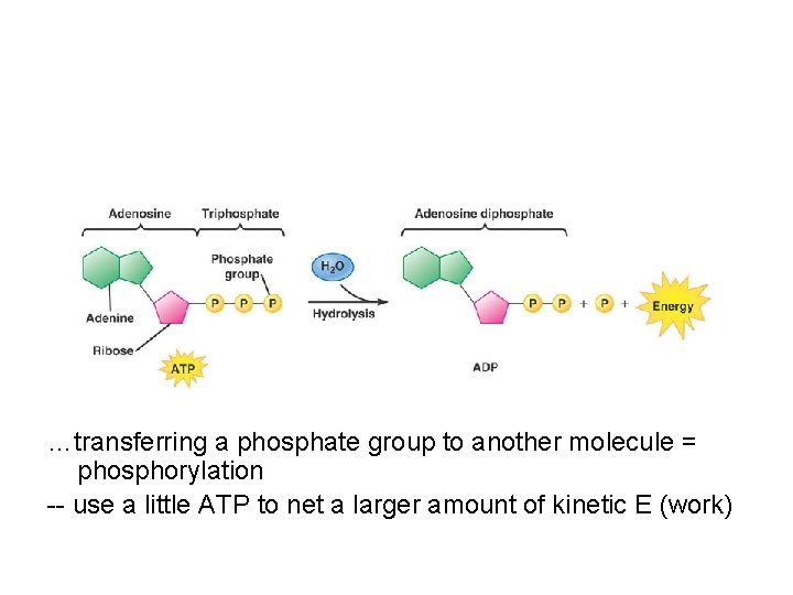 …transferring a phosphate group to another molecule = phosphorylation -- use a little ATP …transferring a phosphate group to another molecule = phosphorylation -- use a little ATP