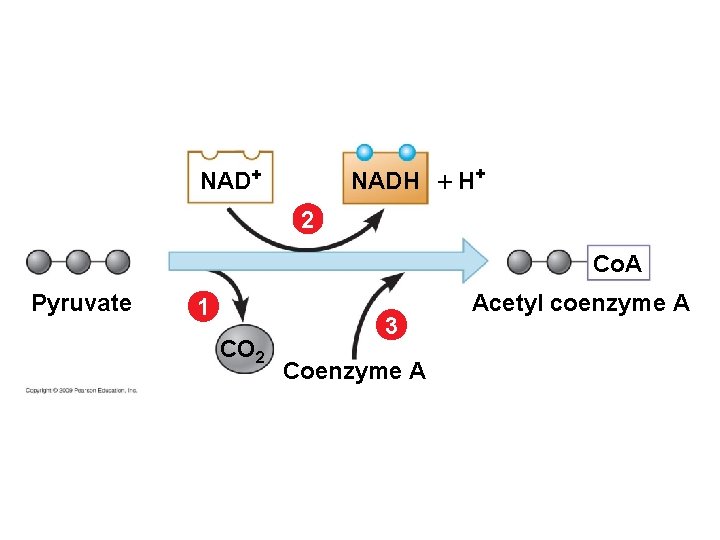 NADH H+ NAD+ 2 Co. A Pyruvate 1 CO 2 3 Coenzyme A Acetyl NADH H+ NAD+ 2 Co. A Pyruvate 1 CO 2 3 Coenzyme A Acetyl