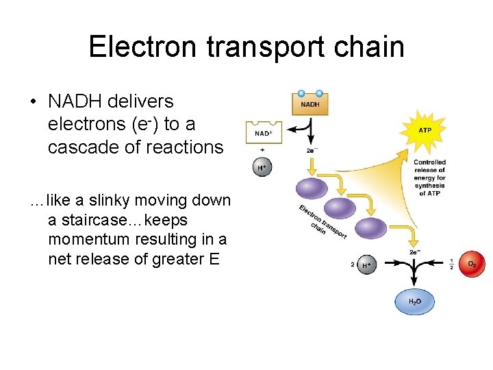 Electron transport chain • NADH delivers electrons (e-) to a cascade of reactions …like Electron transport chain • NADH delivers electrons (e-) to a cascade of reactions …like
