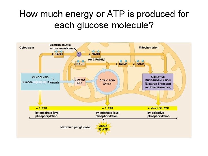 How much energy or ATP is produced for each glucose molecule? How much energy or ATP is produced for each glucose molecule?
