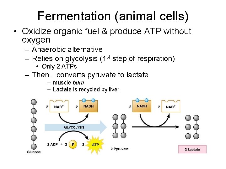 Fermentation (animal cells) • Oxidize organic fuel & produce ATP without oxygen – Anaerobic Fermentation (animal cells) • Oxidize organic fuel & produce ATP without oxygen – Anaerobic
