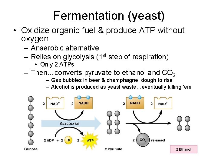 Fermentation (yeast) • Oxidize organic fuel & produce ATP without oxygen – Anaerobic alternative Fermentation (yeast) • Oxidize organic fuel & produce ATP without oxygen – Anaerobic alternative