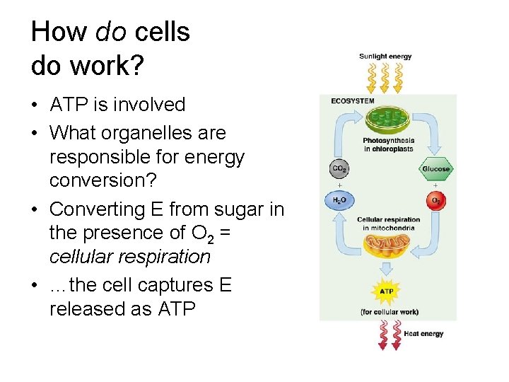 How do cells do work? • ATP is involved • What organelles are responsible How do cells do work? • ATP is involved • What organelles are responsible
