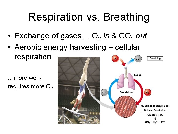 Respiration vs. Breathing • Exchange of gases… O 2 in & CO 2 out Respiration vs. Breathing • Exchange of gases… O 2 in & CO 2 out