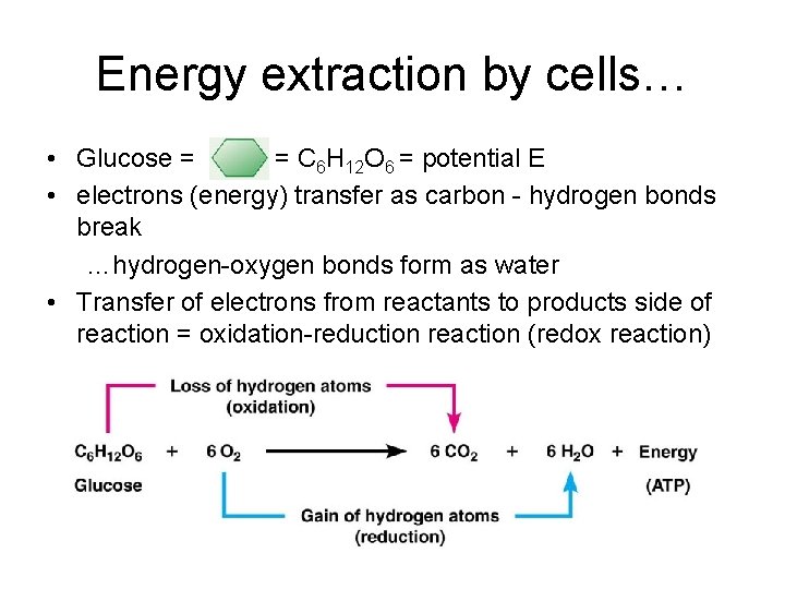 Energy extraction by cells… • Glucose = = C 6 H 12 O 6 Energy extraction by cells… • Glucose = = C 6 H 12 O 6
