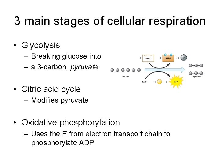 3 main stages of cellular respiration • Glycolysis – Breaking glucose into – a 3 main stages of cellular respiration • Glycolysis – Breaking glucose into – a