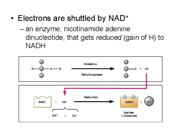 • Electrons are shuttled by NAD+ – an enzyme, nicotinamide adenine dinucleotide, that • Electrons are shuttled by NAD+ – an enzyme, nicotinamide adenine dinucleotide, that