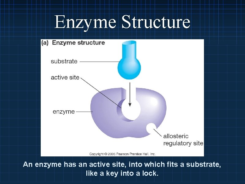 Enzyme Structure An enzyme has an active site, into which fits a substrate, like
