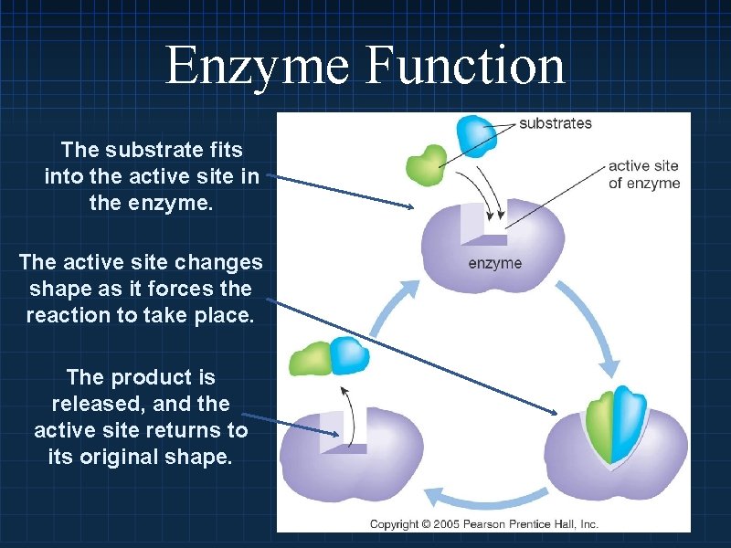 Enzyme Function The substrate fits into the active site in the enzyme. The active