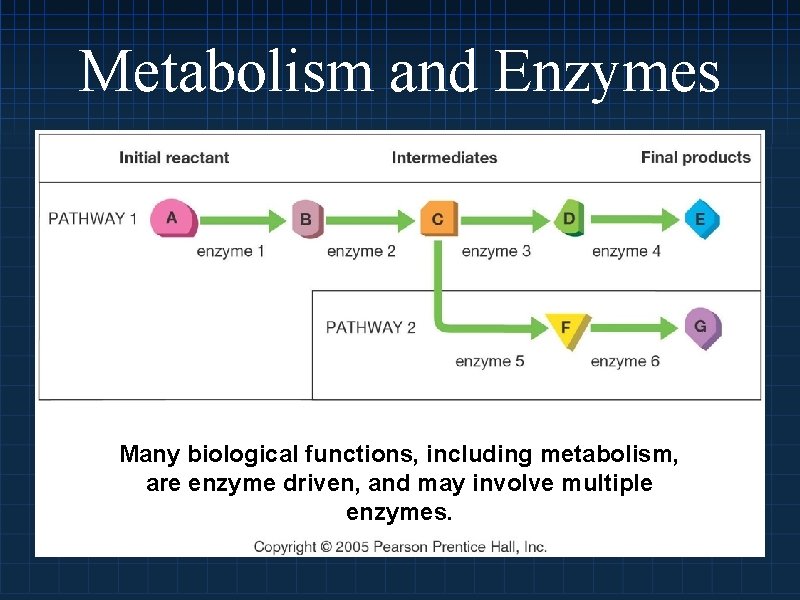 Enzymes Proteins in Action Enzymes are Proteins Most